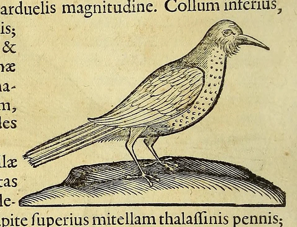 An illustration from Historia naturalis Brasiliae, : auspicio et beneficio illustriss. I. Mauritii Com. Nassau ... adornata : in qua non tantum plantæ et animalia, sed et indigenarum morbi, ingenia et mores describuntur et iconibus supra quingentas illustrantur, 1648, leaf 360