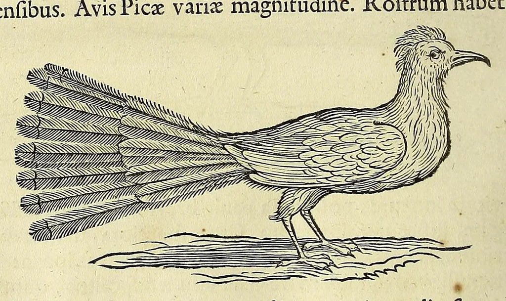 An illustration from Historia naturalis Brasiliae, : auspicio et beneficio illustriss. I. Mauritii Com. Nassau ... adornata : in qua non tantum plantæ et animalia, sed et indigenarum morbi, ingenia et mores describuntur et iconibus supra quingentas illustrantur, 1648, leaf 364