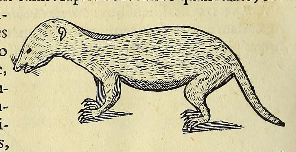 An illustration from Historia naturalis Brasiliae, : auspicio et beneficio illustriss. I. Mauritii Com. Nassau ... adornata : in qua non tantum plantæ et animalia, sed et indigenarum morbi, ingenia et mores describuntur et iconibus supra quingentas illustrantur, 1648, leaf 382