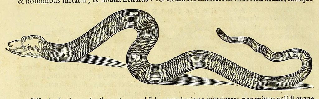 An illustration from Historia naturalis Brasiliae, : auspicio et beneficio illustriss. I. Mauritii Com. Nassau ... adornata : in qua non tantum plantæ et animalia, sed et indigenarum morbi, ingenia et mores describuntur et iconibus supra quingentas illustrantur, 1648, leaf 58