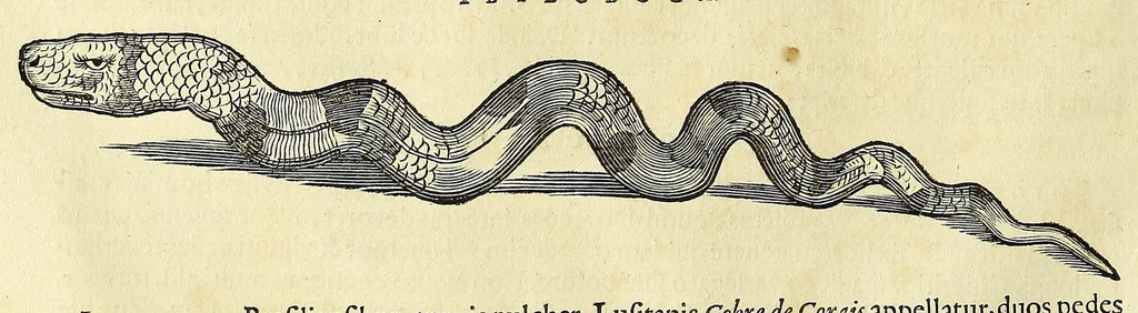 An illustration from Historia naturalis Brasiliae, : auspicio et beneficio illustriss. I. Mauritii Com. Nassau ... adornata : in qua non tantum plantæ et animalia, sed et indigenarum morbi, ingenia et mores describuntur et iconibus supra quingentas illustrantur, 1648, leaf 58