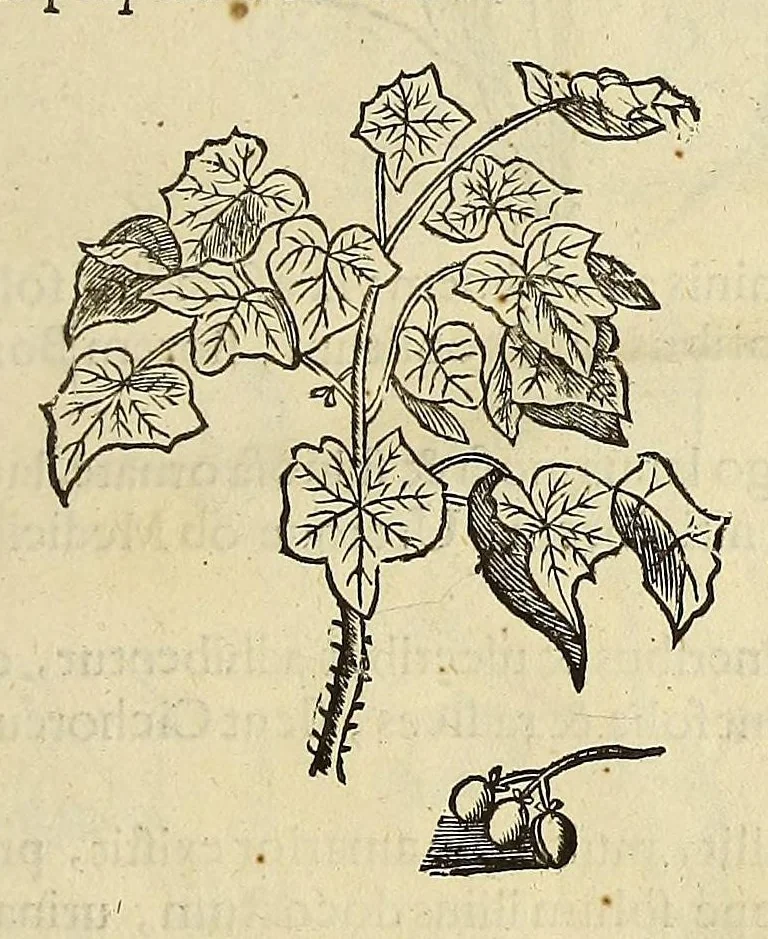 An illustration from Historia naturalis Brasiliae, : auspicio et beneficio illustriss. I. Mauritii Com. Nassau ... adornata : in qua non tantum plantæ et animalia, sed et indigenarum morbi, ingenia et mores describuntur et iconibus supra quingentas illustrantur, 1648, leaf 99