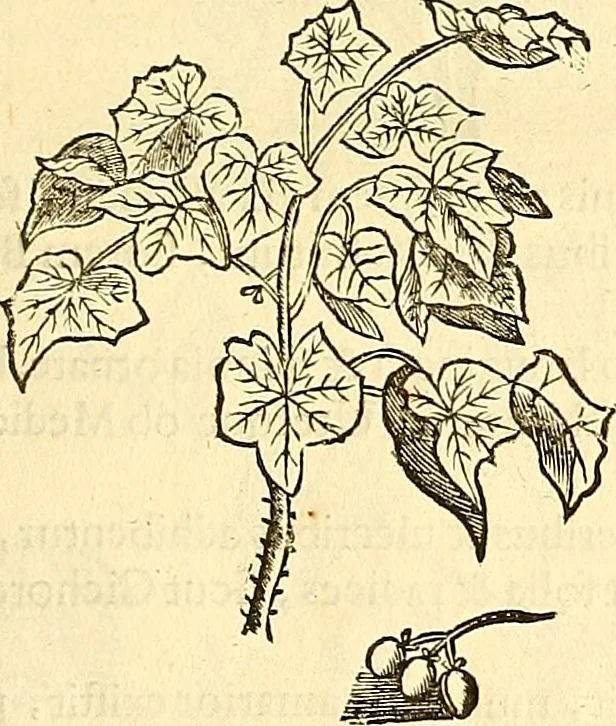 An illustration from Historia naturalis Brasiliae : auspicio et beneficio illustriss. I. Mauriti Com. Nassau illius provinciae et maris summi praefecti adornata : in qua non tantum plantae et animalia, sed et indigenarum morbi, ingenia et mores describuntur et iconibus supra quingentas illustrantur, 1648, leaf 100