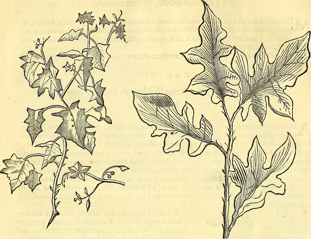 An illustration from Historia naturalis Brasiliae : auspicio et beneficio illustriss. I. Mauriti Com. Nassau illius provinciae et maris summi praefecti adornata : in qua non tantum plantae et animalia, sed et indigenarum morbi, ingenia et mores describuntur et iconibus supra quingentas illustrantur, 1648, leaf 101