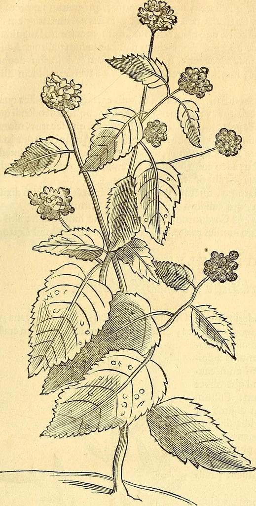 An illustration from Historia naturalis Brasiliae : auspicio et beneficio illustriss. I. Mauriti Com. Nassau illius provinciae et maris summi praefecti adornata : in qua non tantum plantae et animalia, sed et indigenarum morbi, ingenia et mores describuntur et iconibus supra quingentas illustrantur, 1648, leaf 104