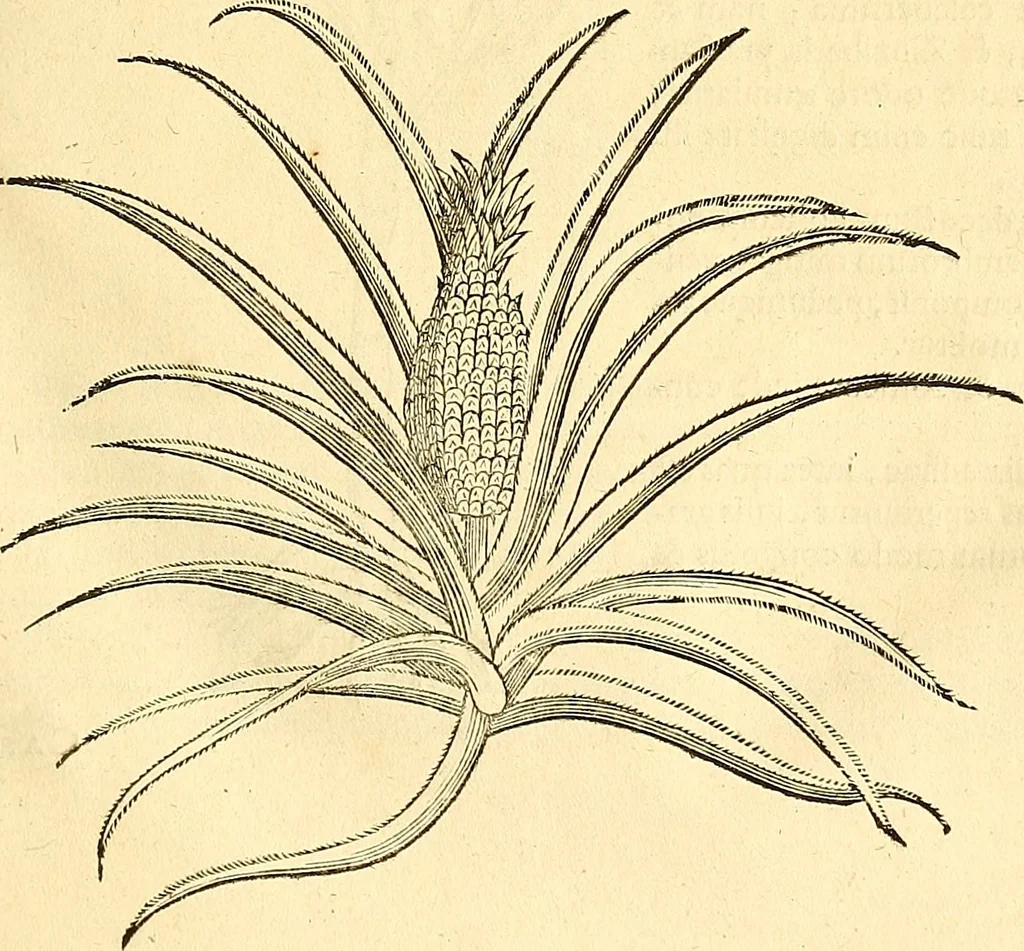 An illustration from Historia naturalis Brasiliae : auspicio et beneficio illustriss. I. Mauriti Com. Nassau illius provinciae et maris summi praefecti adornata : in qua non tantum plantae et animalia, sed et indigenarum morbi, ingenia et mores describuntur et iconibus supra quingentas illustrantur, 1648, leaf 104