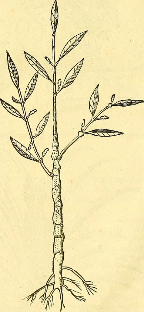 An illustration from Historia naturalis Brasiliae : auspicio et beneficio illustriss. I. Mauriti Com. Nassau illius provinciae et maris summi praefecti adornata : in qua non tantum plantae et animalia, sed et indigenarum morbi, ingenia et mores describuntur et iconibus supra quingentas illustrantur, 1648, leaf 105