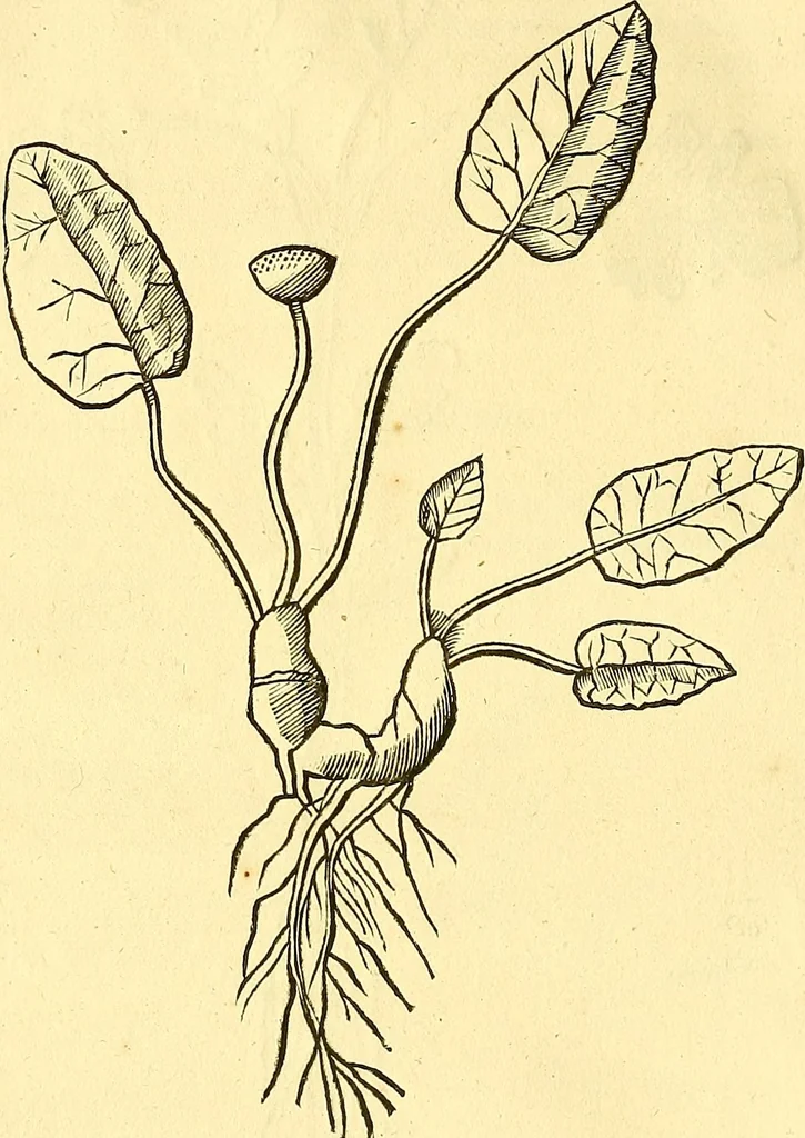 An illustration from Historia naturalis Brasiliae : auspicio et beneficio illustriss. I. Mauriti Com. Nassau illius provinciae et maris summi praefecti adornata : in qua non tantum plantae et animalia, sed et indigenarum morbi, ingenia et mores describuntur et iconibus supra quingentas illustrantur, 1648, leaf 107