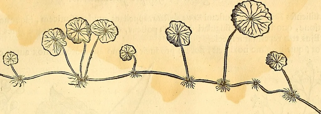 An illustration from Historia naturalis Brasiliae : auspicio et beneficio illustriss. I. Mauriti Com. Nassau illius provinciae et maris summi praefecti adornata : in qua non tantum plantae et animalia, sed et indigenarum morbi, ingenia et mores describuntur et iconibus supra quingentas illustrantur, 1648, leaf 108