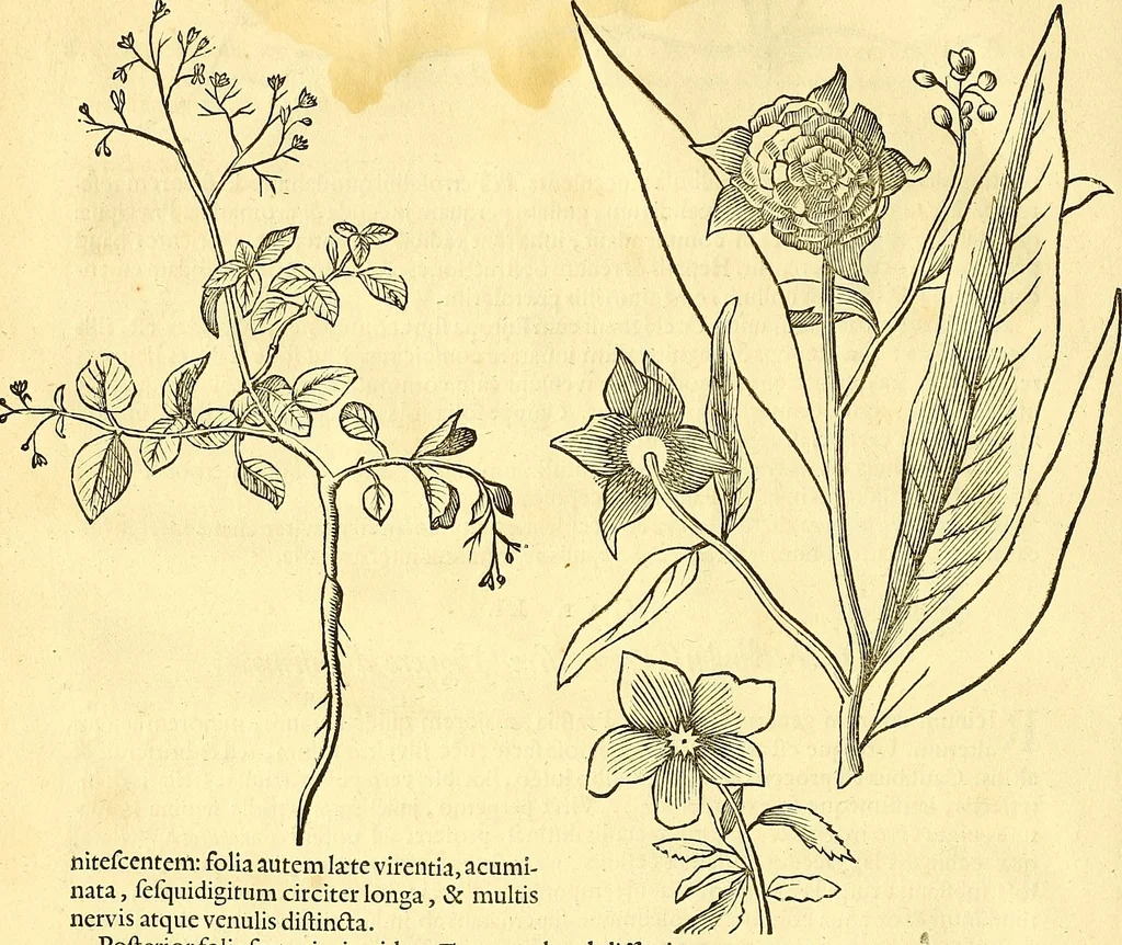 An illustration from Historia naturalis Brasiliae : auspicio et beneficio illustriss. I. Mauriti Com. Nassau illius provinciae et maris summi praefecti adornata : in qua non tantum plantae et animalia, sed et indigenarum morbi, ingenia et mores describuntur et iconibus supra quingentas illustrantur, 1648, leaf 109