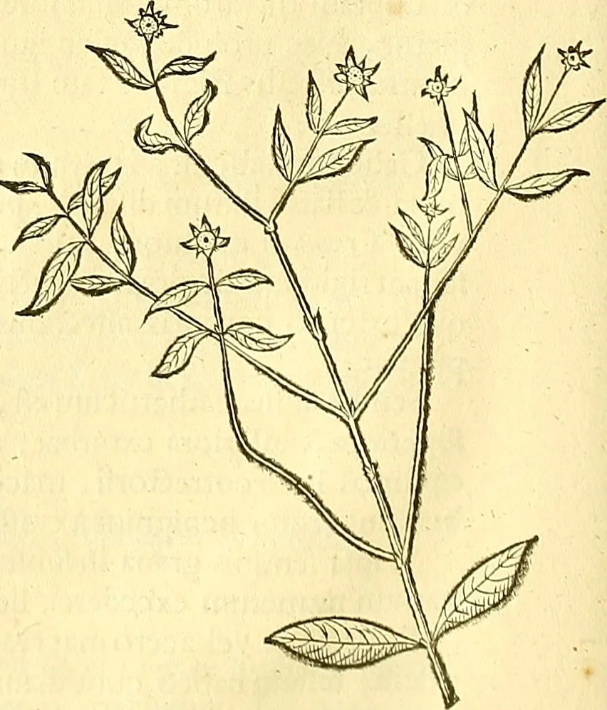 An illustration from Historia naturalis Brasiliae : auspicio et beneficio illustriss. I. Mauriti Com. Nassau illius provinciae et maris summi praefecti adornata : in qua non tantum plantae et animalia, sed et indigenarum morbi, ingenia et mores describuntur et iconibus supra quingentas illustrantur, 1648, leaf 109