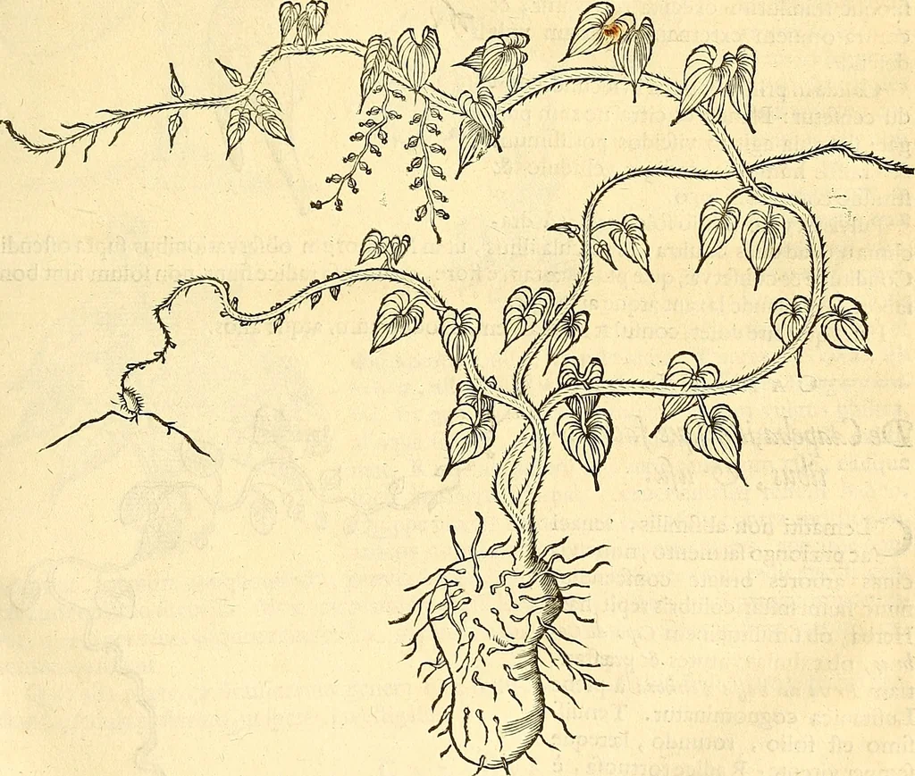An illustration from Historia naturalis Brasiliae : auspicio et beneficio illustriss. I. Mauriti Com. Nassau illius provinciae et maris summi praefecti adornata : in qua non tantum plantae et animalia, sed et indigenarum morbi, ingenia et mores describuntur et iconibus supra quingentas illustrantur, 1648, leaf 110