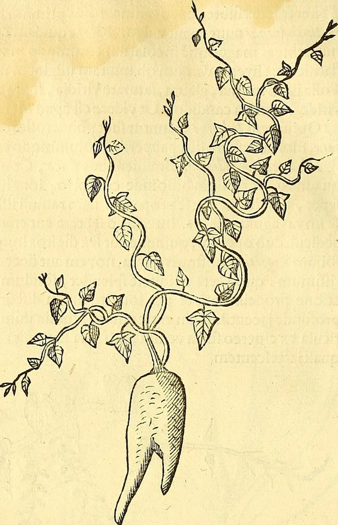 An illustration from Historia naturalis Brasiliae : auspicio et beneficio illustriss. I. Mauriti Com. Nassau illius provinciae et maris summi praefecti adornata : in qua non tantum plantae et animalia, sed et indigenarum morbi, ingenia et mores describuntur et iconibus supra quingentas illustrantur, 1648, leaf 111