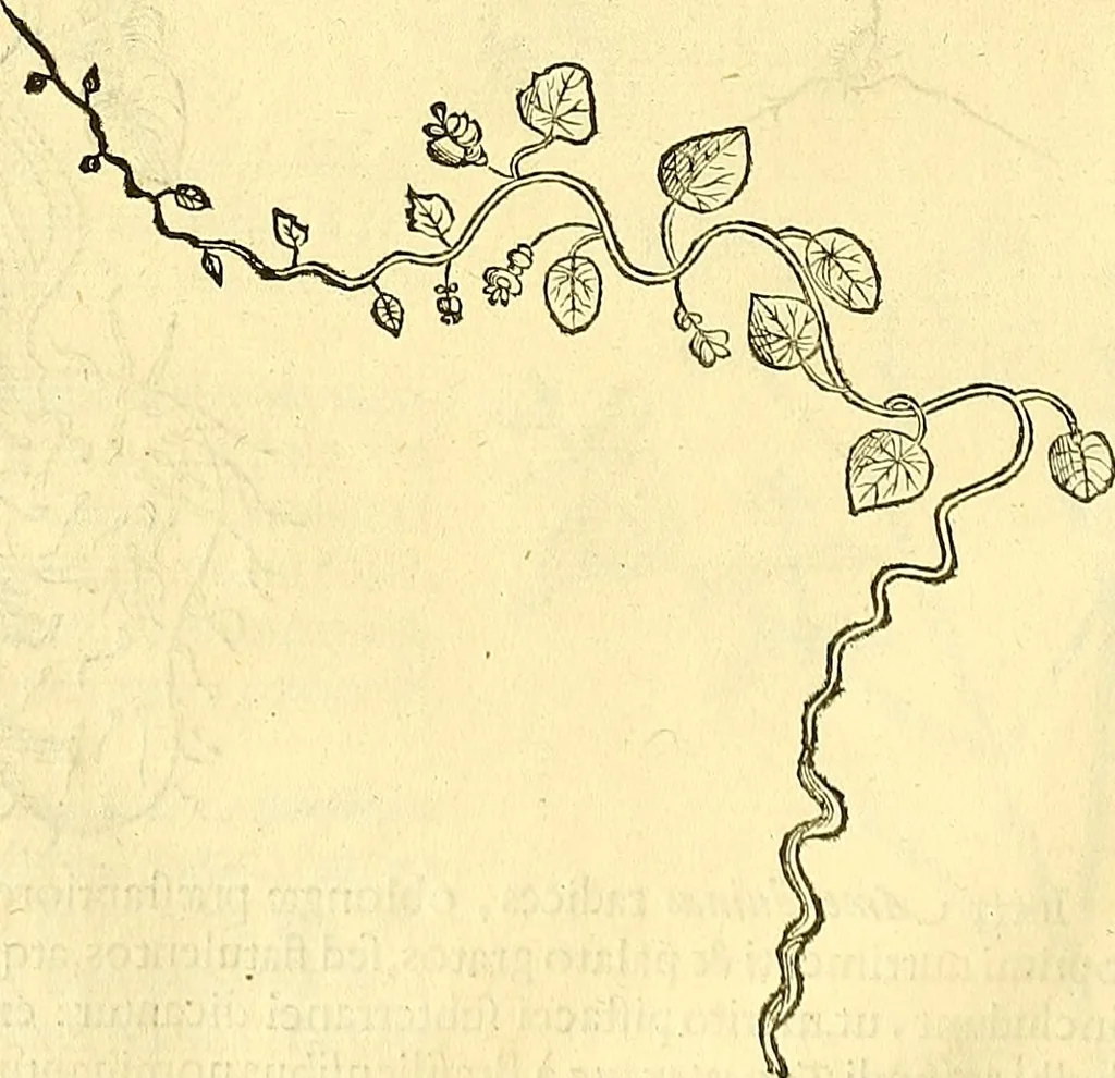 An illustration from Historia naturalis Brasiliae : auspicio et beneficio illustriss. I. Mauriti Com. Nassau illius provinciae et maris summi praefecti adornata : in qua non tantum plantae et animalia, sed et indigenarum morbi, ingenia et mores describuntur et iconibus supra quingentas illustrantur, 1648, leaf 111
