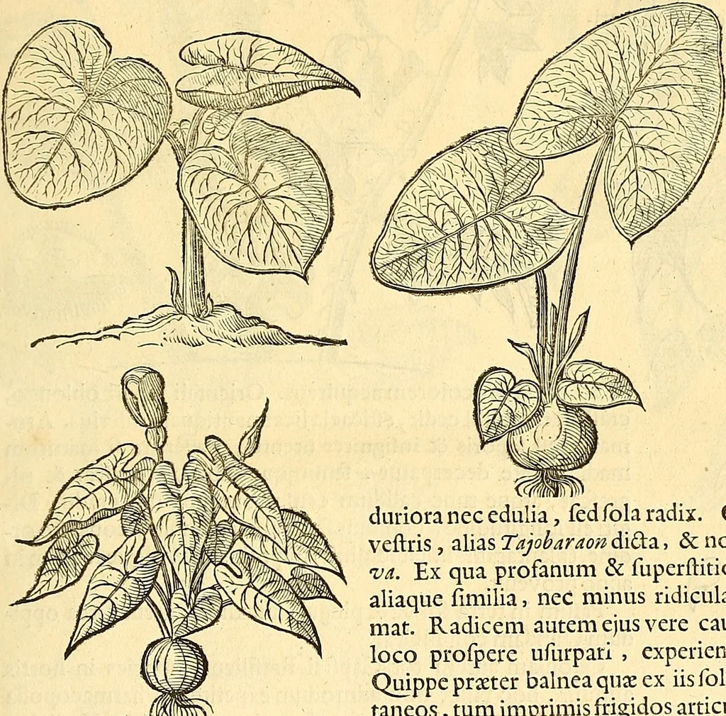 An illustration from Historia naturalis Brasiliae : auspicio et beneficio illustriss. I. Mauriti Com. Nassau illius provinciae et maris summi praefecti adornata : in qua non tantum plantae et animalia, sed et indigenarum morbi, ingenia et mores describuntur et iconibus supra quingentas illustrantur, 1648, leaf 112