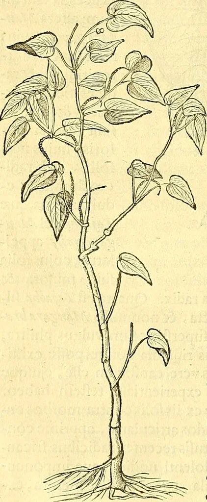 An illustration from Historia naturalis Brasiliae : auspicio et beneficio illustriss. I. Mauriti Com. Nassau illius provinciae et maris summi praefecti adornata : in qua non tantum plantae et animalia, sed et indigenarum morbi, ingenia et mores describuntur et iconibus supra quingentas illustrantur, 1648, leaf 113
