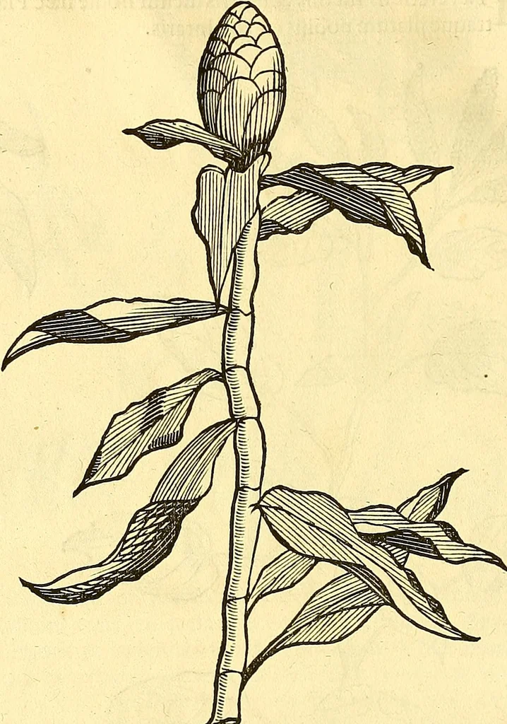 An illustration from Historia naturalis Brasiliae : auspicio et beneficio illustriss. I. Mauriti Com. Nassau illius provinciae et maris summi praefecti adornata : in qua non tantum plantae et animalia, sed et indigenarum morbi, ingenia et mores describuntur et iconibus supra quingentas illustrantur, 1648, leaf 115