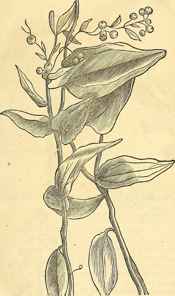 An illustration from Historia naturalis Brasiliae : auspicio et beneficio illustriss. I. Mauriti Com. Nassau illius provinciae et maris summi praefecti adornata : in qua non tantum plantae et animalia, sed et indigenarum morbi, ingenia et mores describuntur et iconibus supra quingentas illustrantur, 1648, leaf 116