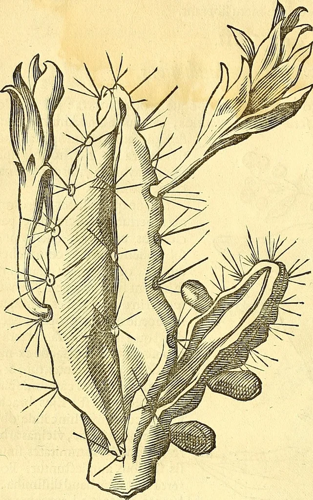 An illustration from Historia naturalis Brasiliae : auspicio et beneficio illustriss. I. Mauriti Com. Nassau illius provinciae et maris summi praefecti adornata : in qua non tantum plantae et animalia, sed et indigenarum morbi, ingenia et mores describuntur et iconibus supra quingentas illustrantur, 1648, leaf 117