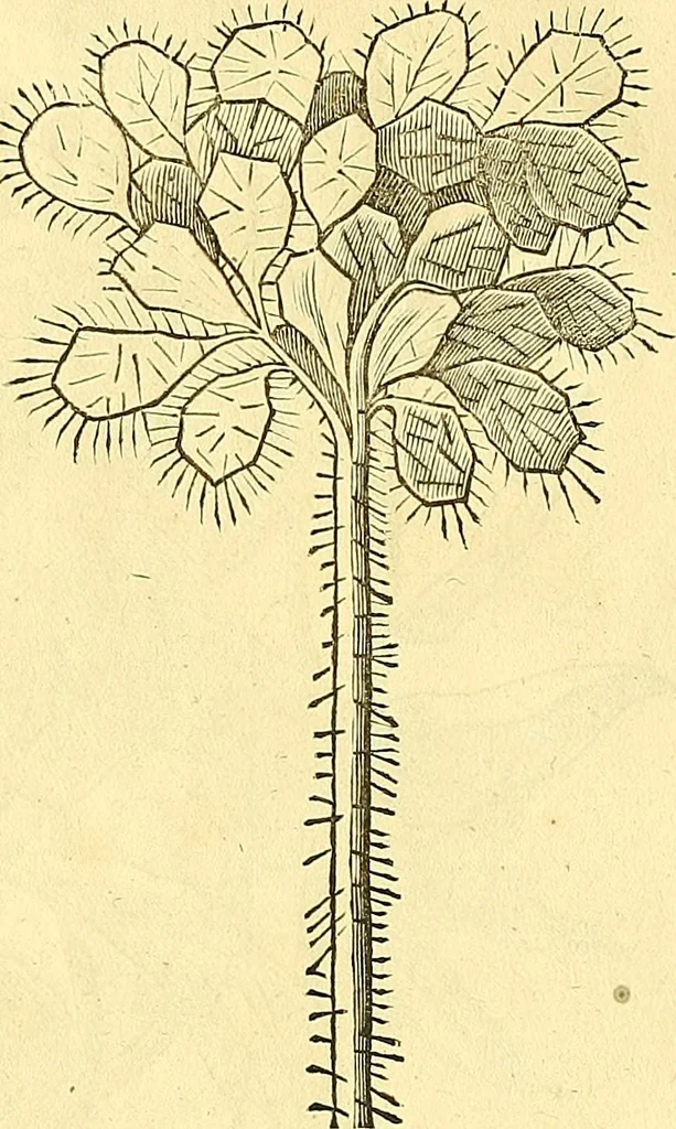 An illustration from Historia naturalis Brasiliae : auspicio et beneficio illustriss. I. Mauriti Com. Nassau illius provinciae et maris summi praefecti adornata : in qua non tantum plantae et animalia, sed et indigenarum morbi, ingenia et mores describuntur et iconibus supra quingentas illustrantur, 1648, leaf 117