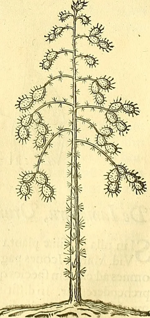 An illustration from Historia naturalis Brasiliae : auspicio et beneficio illustriss. I. Mauriti Com. Nassau illius provinciae et maris summi praefecti adornata : in qua non tantum plantae et animalia, sed et indigenarum morbi, ingenia et mores describuntur et iconibus supra quingentas illustrantur, 1648, leaf 117