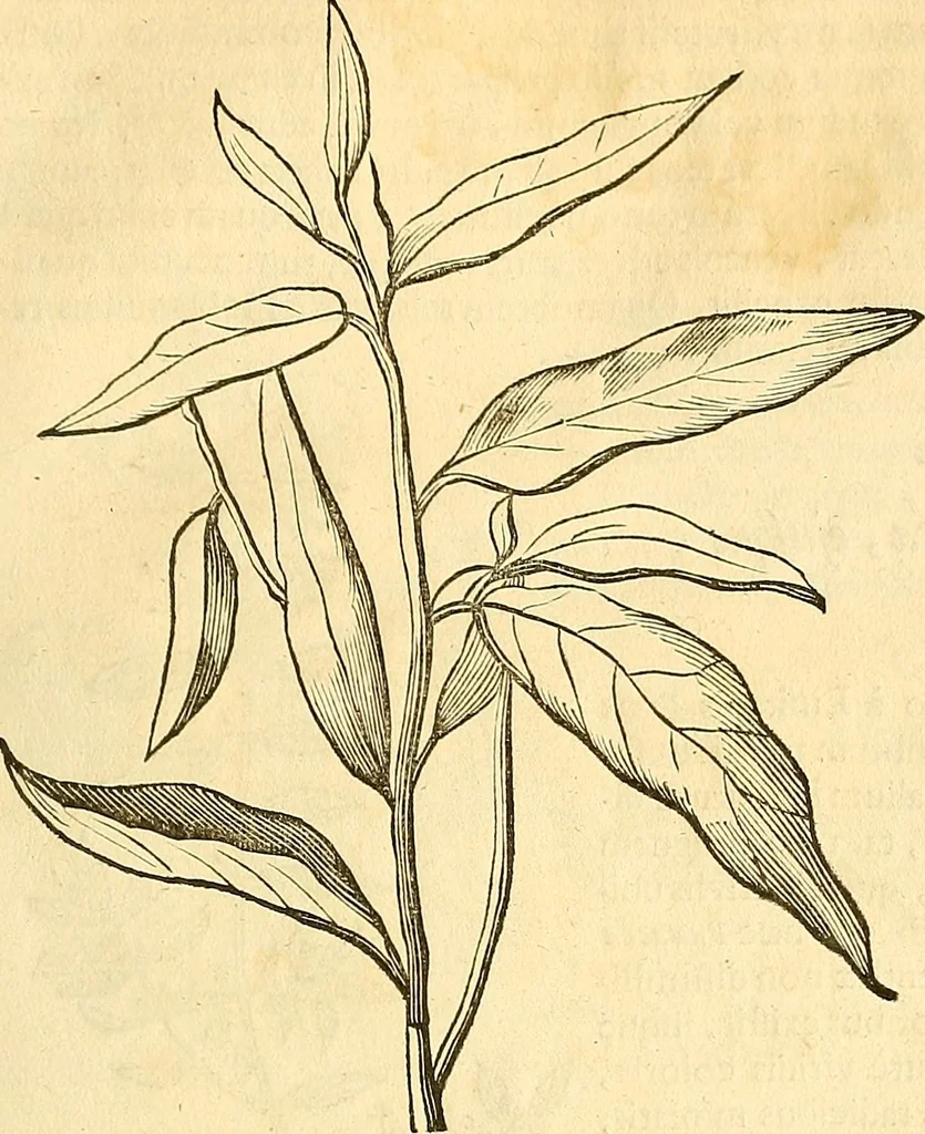 An illustration from Historia naturalis Brasiliae : auspicio et beneficio illustriss. I. Mauriti Com. Nassau illius provinciae et maris summi praefecti adornata : in qua non tantum plantae et animalia, sed et indigenarum morbi, ingenia et mores describuntur et iconibus supra quingentas illustrantur, 1648, leaf 118