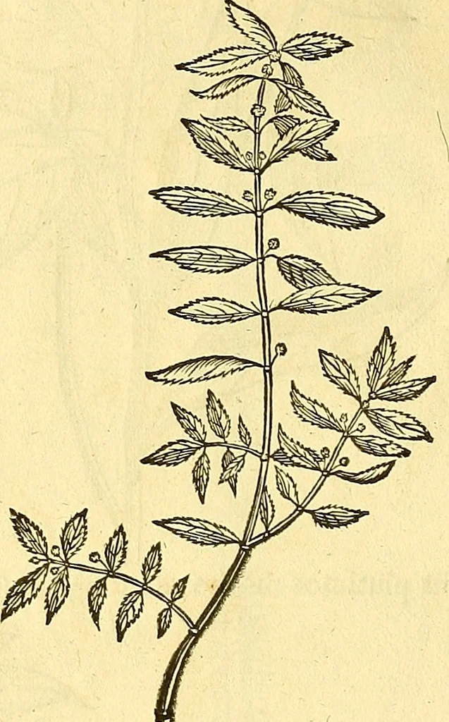 An illustration from Historia naturalis Brasiliae : auspicio et beneficio illustriss. I. Mauriti Com. Nassau illius provinciae et maris summi praefecti adornata : in qua non tantum plantae et animalia, sed et indigenarum morbi, ingenia et mores describuntur et iconibus supra quingentas illustrantur, 1648, leaf 119