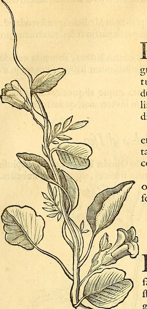 An illustration from Historia naturalis Brasiliae : auspicio et beneficio illustriss. I. Mauriti Com. Nassau illius provinciae et maris summi praefecti adornata : in qua non tantum plantae et animalia, sed et indigenarum morbi, ingenia et mores describuntur et iconibus supra quingentas illustrantur, 1648, leaf 120