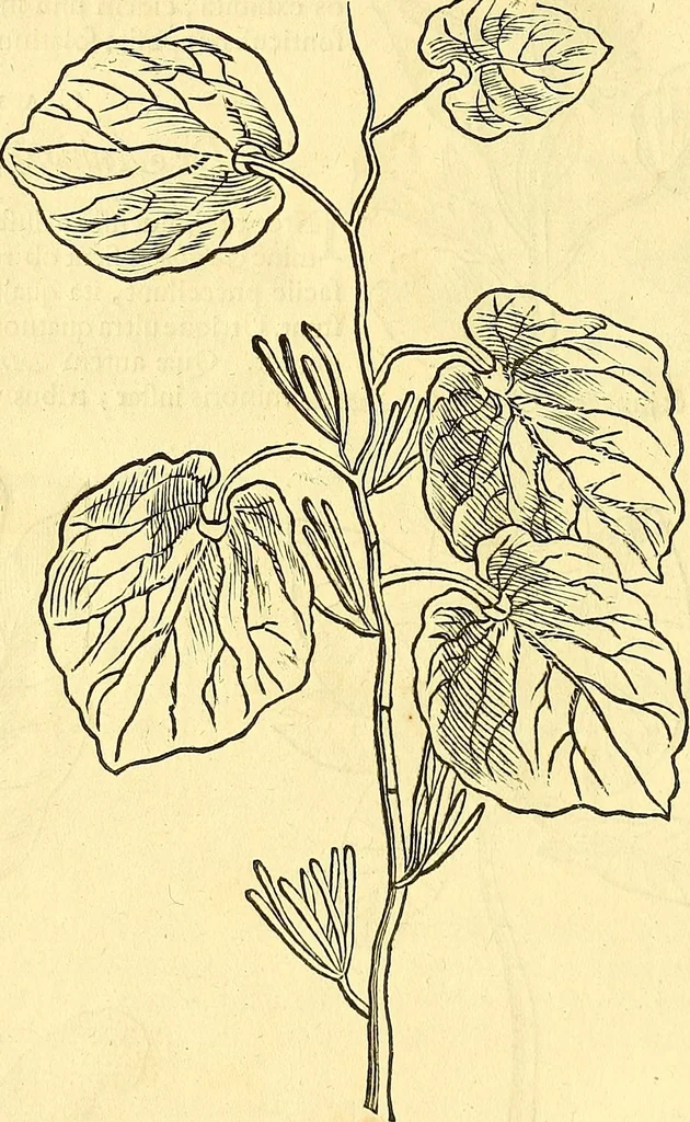 An illustration from Historia naturalis Brasiliae : auspicio et beneficio illustriss. I. Mauriti Com. Nassau illius provinciae et maris summi praefecti adornata : in qua non tantum plantae et animalia, sed et indigenarum morbi, ingenia et mores describuntur et iconibus supra quingentas illustrantur, 1648, leaf 121