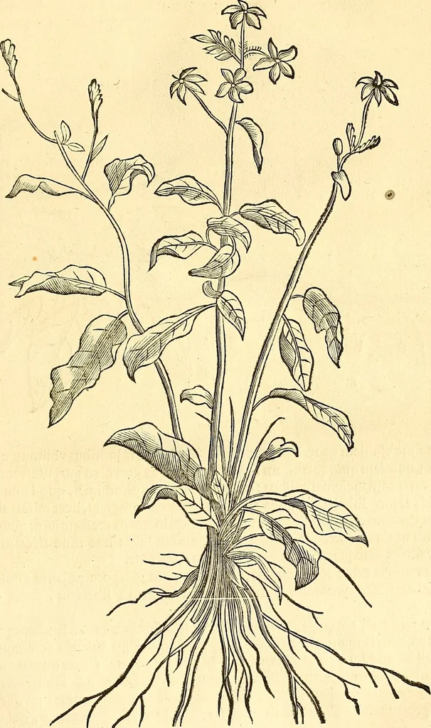 An illustration from Historia naturalis Brasiliae : auspicio et beneficio illustriss. I. Mauriti Com. Nassau illius provinciae et maris summi praefecti adornata : in qua non tantum plantae et animalia, sed et indigenarum morbi, ingenia et mores describuntur et iconibus supra quingentas illustrantur, 1648, leaf 122