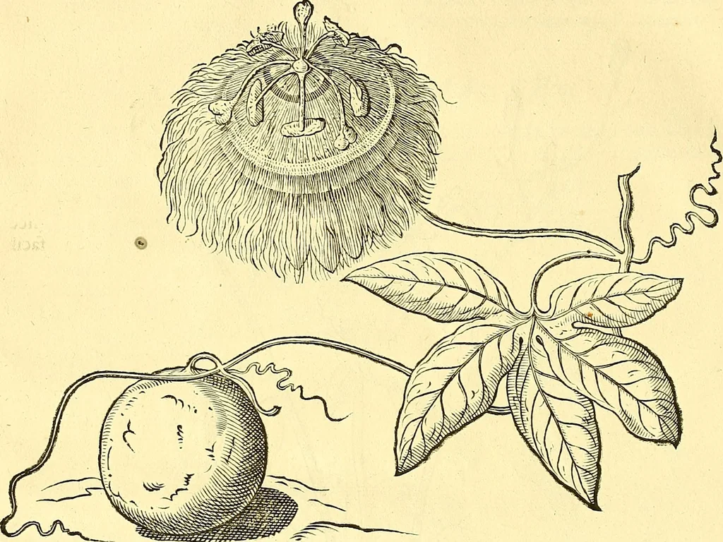 An illustration from Historia naturalis Brasiliae : auspicio et beneficio illustriss. I. Mauriti Com. Nassau illius provinciae et maris summi praefecti adornata : in qua non tantum plantae et animalia, sed et indigenarum morbi, ingenia et mores describuntur et iconibus supra quingentas illustrantur, 1648, leaf 123