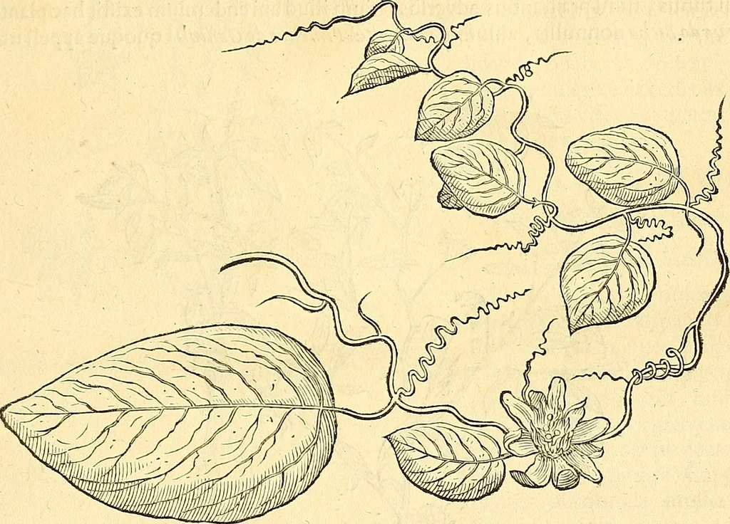 An illustration from Historia naturalis Brasiliae : auspicio et beneficio illustriss. I. Mauriti Com. Nassau illius provinciae et maris summi praefecti adornata : in qua non tantum plantae et animalia, sed et indigenarum morbi, ingenia et mores describuntur et iconibus supra quingentas illustrantur, 1648, leaf 124