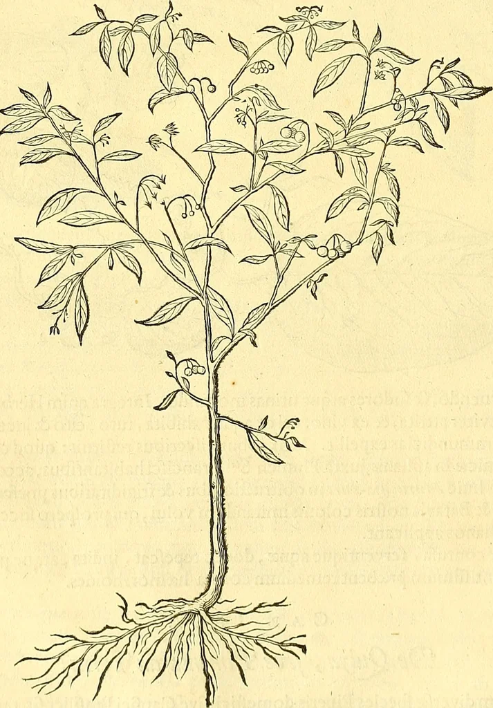 An illustration from Historia naturalis Brasiliae : auspicio et beneficio illustriss. I. Mauriti Com. Nassau illius provinciae et maris summi praefecti adornata : in qua non tantum plantae et animalia, sed et indigenarum morbi, ingenia et mores describuntur et iconibus supra quingentas illustrantur, 1648, leaf 125