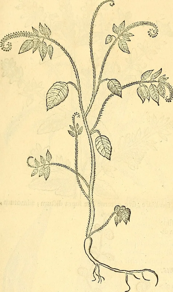An illustration from Historia naturalis Brasiliae : auspicio et beneficio illustriss. I. Mauriti Com. Nassau illius provinciae et maris summi praefecti adornata : in qua non tantum plantae et animalia, sed et indigenarum morbi, ingenia et mores describuntur et iconibus supra quingentas illustrantur, 1648, leaf 126