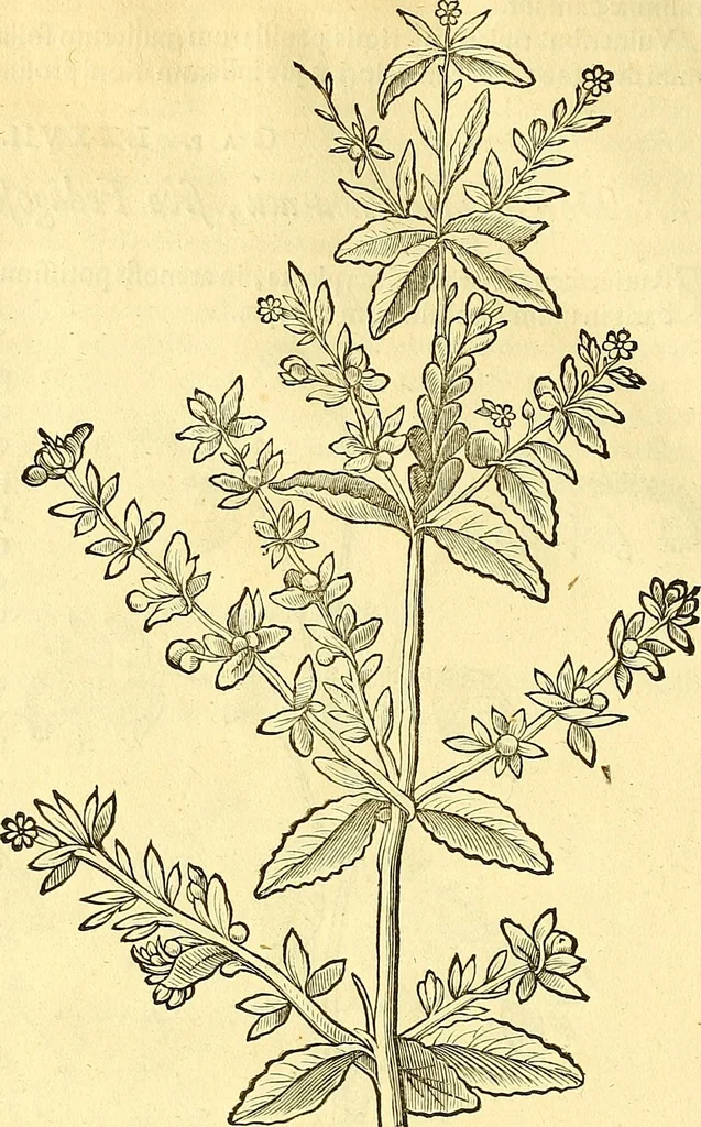 An illustration from Historia naturalis Brasiliae : auspicio et beneficio illustriss. I. Mauriti Com. Nassau illius provinciae et maris summi praefecti adornata : in qua non tantum plantae et animalia, sed et indigenarum morbi, ingenia et mores describuntur et iconibus supra quingentas illustrantur, 1648, leaf 127