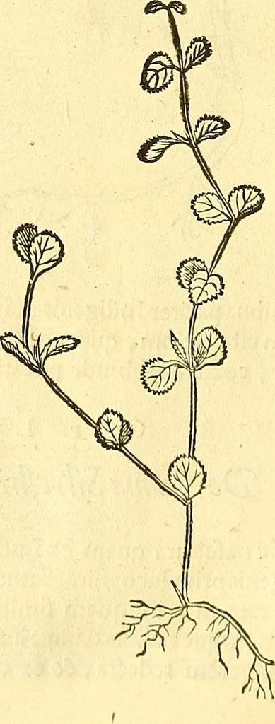 An illustration from Historia naturalis Brasiliae : auspicio et beneficio illustriss. I. Mauriti Com. Nassau illius provinciae et maris summi praefecti adornata : in qua non tantum plantae et animalia, sed et indigenarum morbi, ingenia et mores describuntur et iconibus supra quingentas illustrantur, 1648, leaf 127