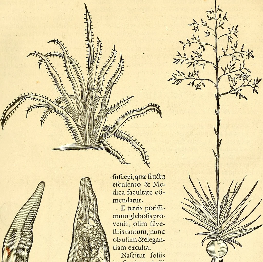 An illustration from Historia naturalis Brasiliae : auspicio et beneficio illustriss. I. Mauriti Com. Nassau illius provinciae et maris summi praefecti adornata : in qua non tantum plantae et animalia, sed et indigenarum morbi, ingenia et mores describuntur et iconibus supra quingentas illustrantur, 1648, leaf 128