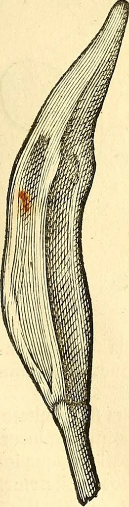 An illustration from Historia naturalis Brasiliae : auspicio et beneficio illustriss. I. Mauriti Com. Nassau illius provinciae et maris summi praefecti adornata : in qua non tantum plantae et animalia, sed et indigenarum morbi, ingenia et mores describuntur et iconibus supra quingentas illustrantur, 1648, leaf 128