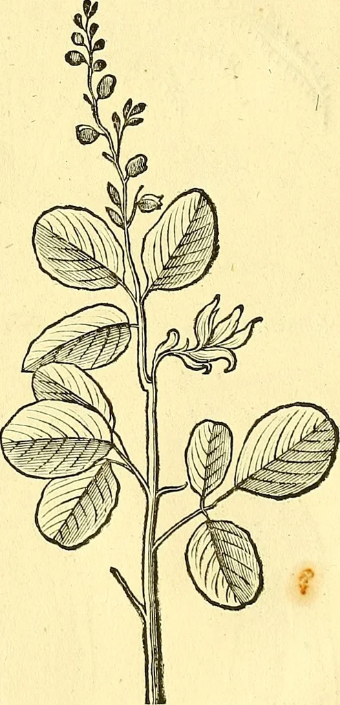 An illustration from Historia naturalis Brasiliae : auspicio et beneficio illustriss. I. Mauriti Com. Nassau illius provinciae et maris summi praefecti adornata : in qua non tantum plantae et animalia, sed et indigenarum morbi, ingenia et mores describuntur et iconibus supra quingentas illustrantur, 1648, leaf 129