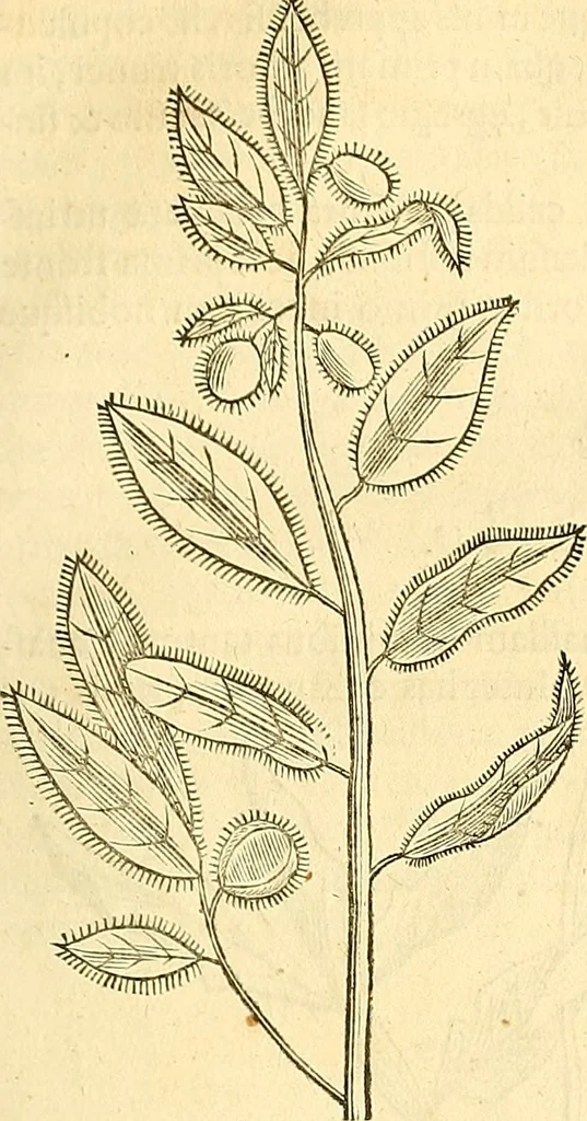 An illustration from Historia naturalis Brasiliae : auspicio et beneficio illustriss. I. Mauriti Com. Nassau illius provinciae et maris summi praefecti adornata : in qua non tantum plantae et animalia, sed et indigenarum morbi, ingenia et mores describuntur et iconibus supra quingentas illustrantur, 1648, leaf 130