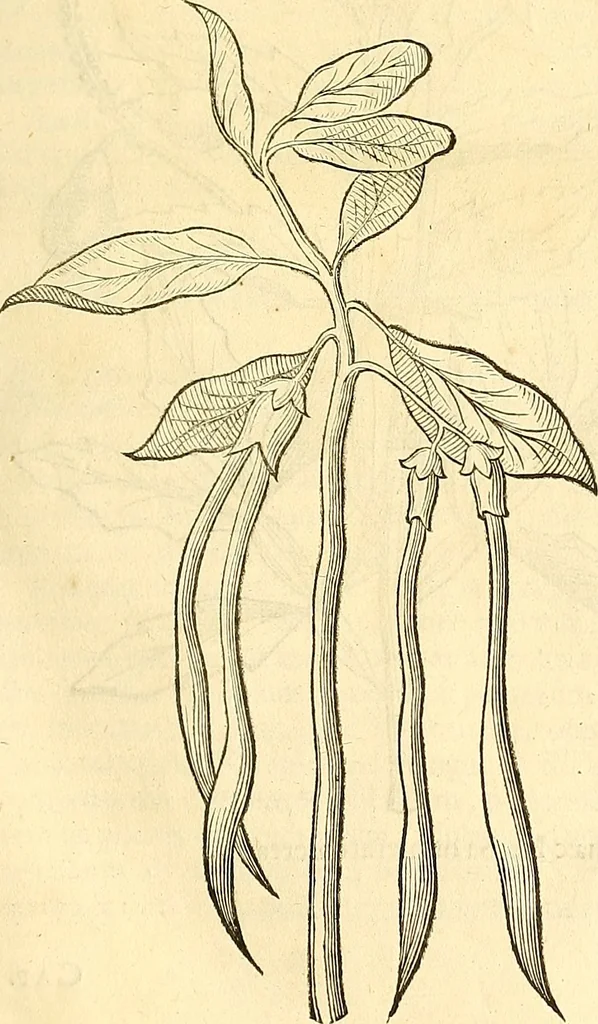 An illustration from Historia naturalis Brasiliae : auspicio et beneficio illustriss. I. Mauriti Com. Nassau illius provinciae et maris summi praefecti adornata : in qua non tantum plantae et animalia, sed et indigenarum morbi, ingenia et mores describuntur et iconibus supra quingentas illustrantur, 1648, leaf 130