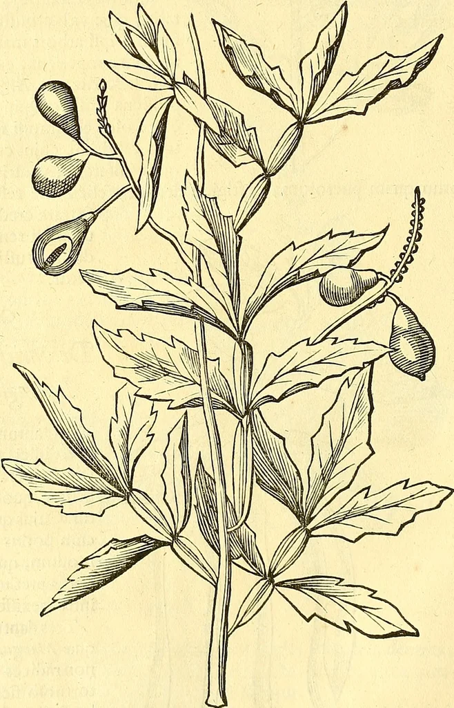 An illustration from Historia naturalis Brasiliae : auspicio et beneficio illustriss. I. Mauriti Com. Nassau illius provinciae et maris summi praefecti adornata : in qua non tantum plantae et animalia, sed et indigenarum morbi, ingenia et mores describuntur et iconibus supra quingentas illustrantur, 1648, leaf 131