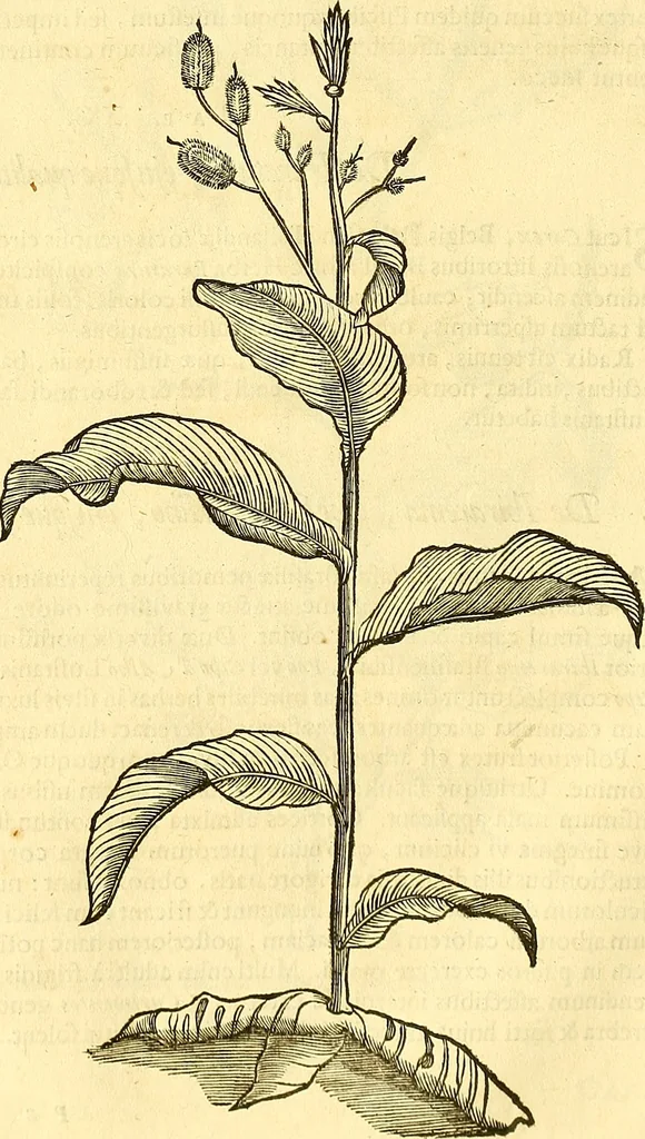 An illustration from Historia naturalis Brasiliae : auspicio et beneficio illustriss. I. Mauriti Com. Nassau illius provinciae et maris summi praefecti adornata : in qua non tantum plantae et animalia, sed et indigenarum morbi, ingenia et mores describuntur et iconibus supra quingentas illustrantur, 1648, leaf 133