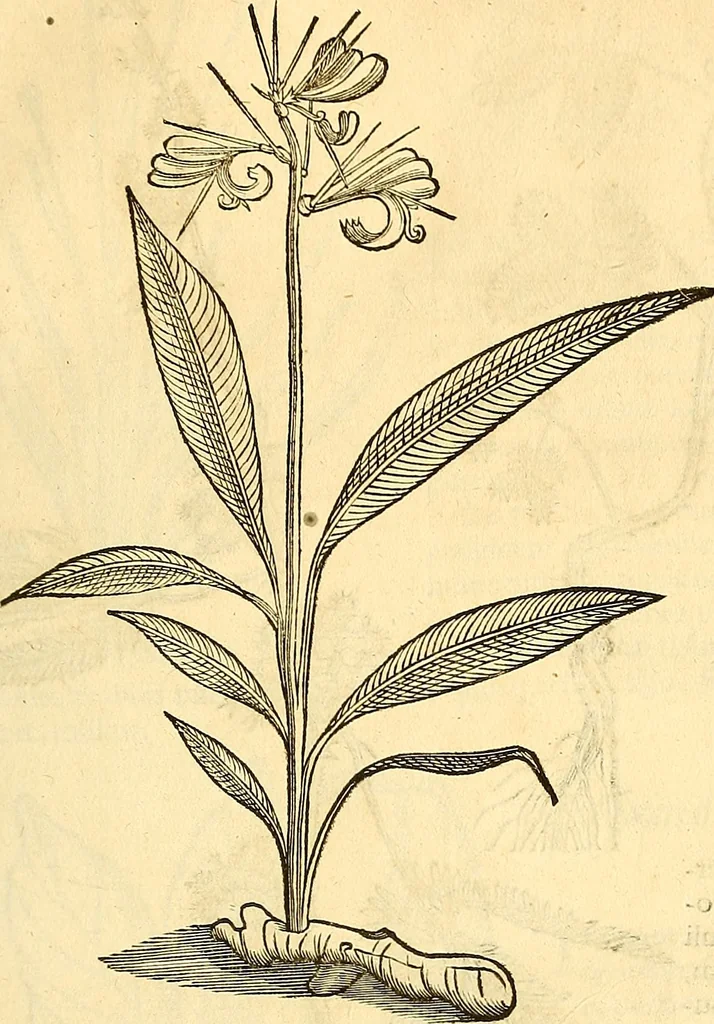 An illustration from Historia naturalis Brasiliae : auspicio et beneficio illustriss. I. Mauriti Com. Nassau illius provinciae et maris summi praefecti adornata : in qua non tantum plantae et animalia, sed et indigenarum morbi, ingenia et mores describuntur et iconibus supra quingentas illustrantur, 1648, leaf 134