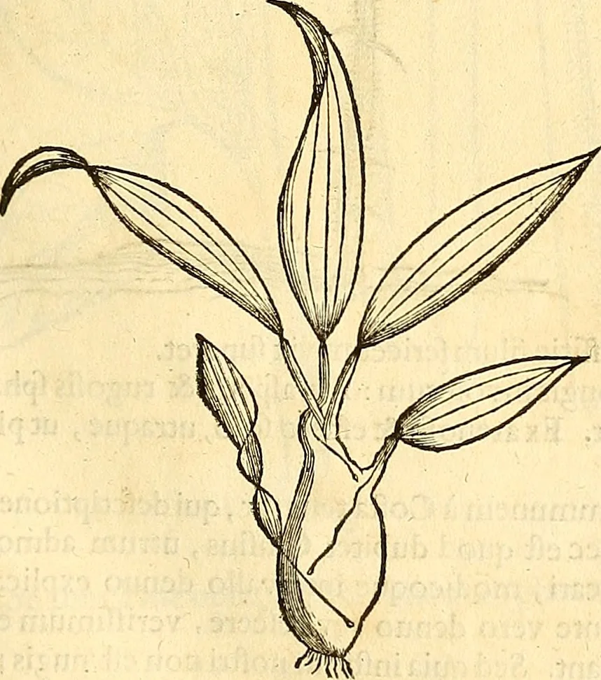 An illustration from Historia naturalis Brasiliae : auspicio et beneficio illustriss. I. Mauriti Com. Nassau illius provinciae et maris summi praefecti adornata : in qua non tantum plantae et animalia, sed et indigenarum morbi, ingenia et mores describuntur et iconibus supra quingentas illustrantur, 1648, leaf 134