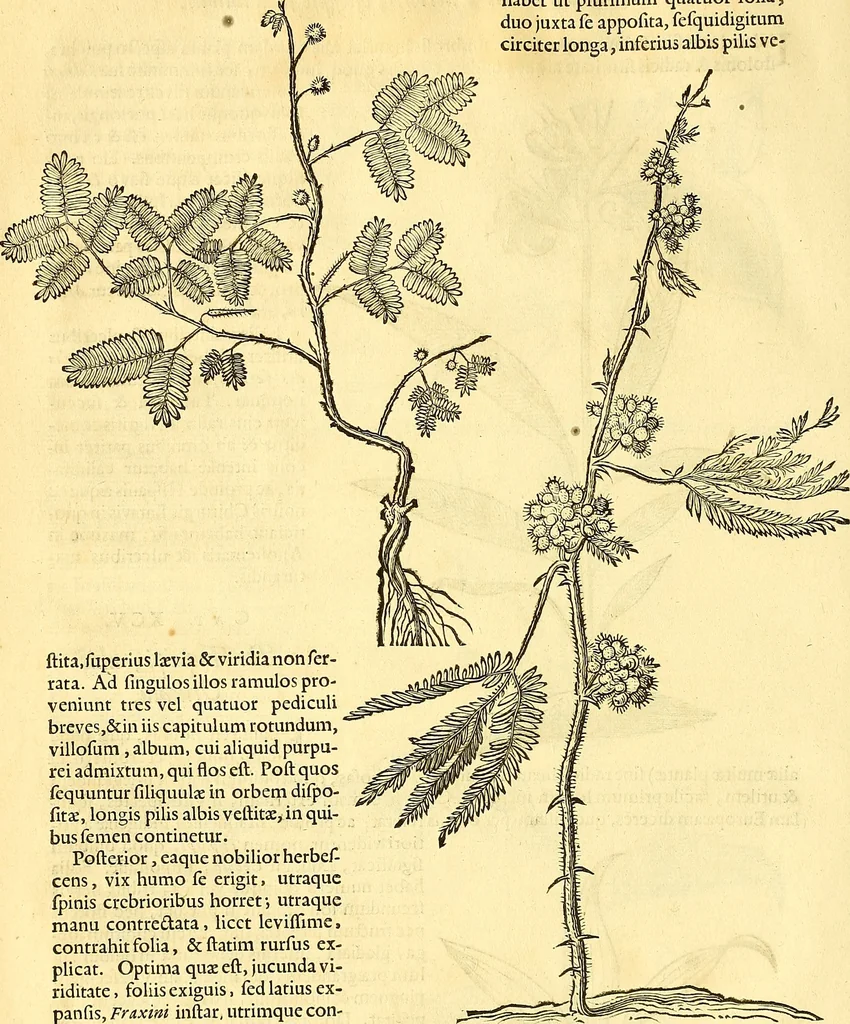 An illustration from Historia naturalis Brasiliae : auspicio et beneficio illustriss. I. Mauriti Com. Nassau illius provinciae et maris summi praefecti adornata : in qua non tantum plantae et animalia, sed et indigenarum morbi, ingenia et mores describuntur et iconibus supra quingentas illustrantur, 1648, leaf 135