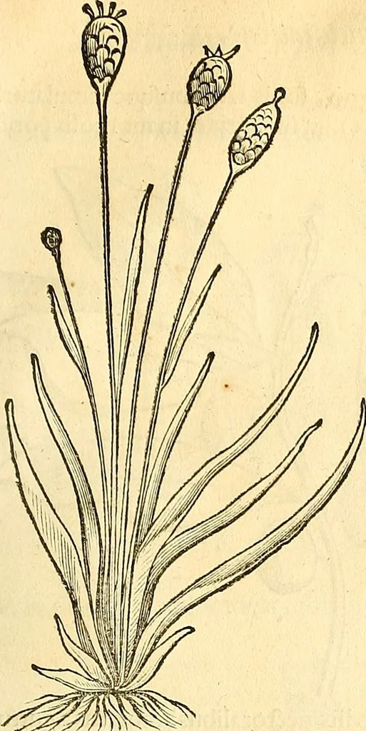 An illustration from Historia naturalis Brasiliae : auspicio et beneficio illustriss. I. Mauriti Com. Nassau illius provinciae et maris summi praefecti adornata : in qua non tantum plantae et animalia, sed et indigenarum morbi, ingenia et mores describuntur et iconibus supra quingentas illustrantur, 1648, leaf 136