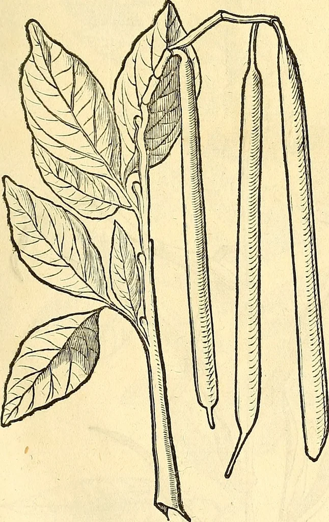 An illustration from Historia naturalis Brasiliae : auspicio et beneficio illustriss. I. Mauriti Com. Nassau illius provinciae et maris summi praefecti adornata : in qua non tantum plantae et animalia, sed et indigenarum morbi, ingenia et mores describuntur et iconibus supra quingentas illustrantur, 1648, leaf 136