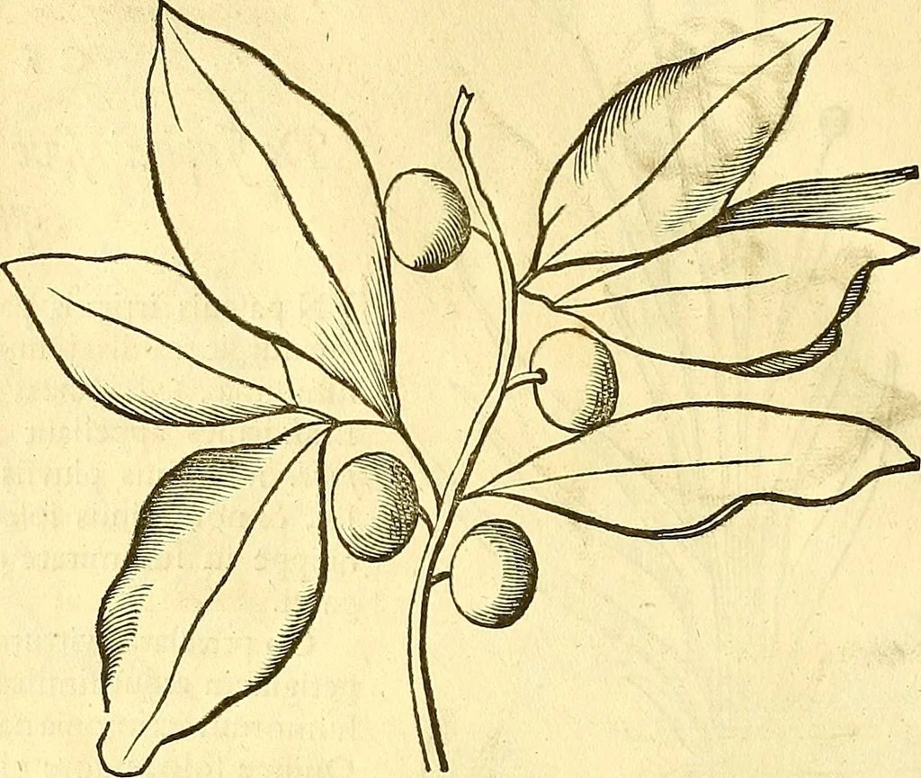 An illustration from Historia naturalis Brasiliae : auspicio et beneficio illustriss. I. Mauriti Com. Nassau illius provinciae et maris summi praefecti adornata : in qua non tantum plantae et animalia, sed et indigenarum morbi, ingenia et mores describuntur et iconibus supra quingentas illustrantur, 1648, leaf 137