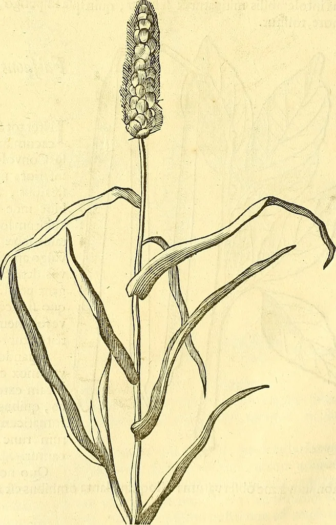 An illustration from Historia naturalis Brasiliae : auspicio et beneficio illustriss. I. Mauriti Com. Nassau illius provinciae et maris summi praefecti adornata : in qua non tantum plantae et animalia, sed et indigenarum morbi, ingenia et mores describuntur et iconibus supra quingentas illustrantur, 1648, leaf 137